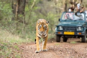 Transfer privado de ida de Jaipur/Agra para/de Ranthambore
