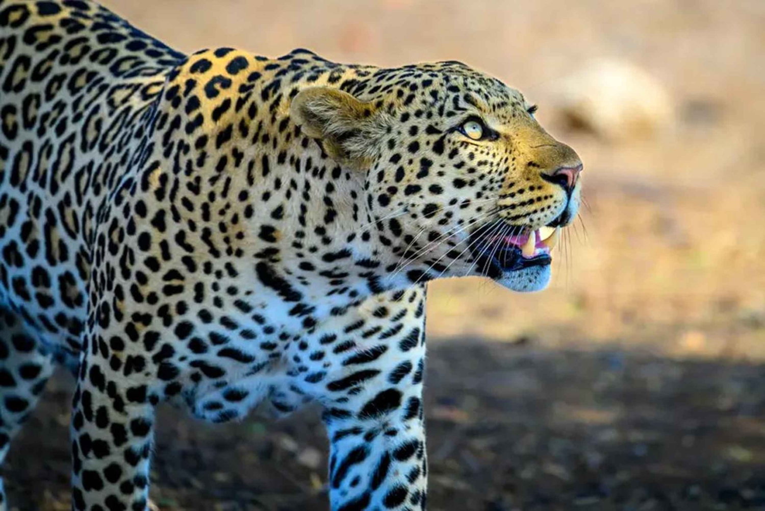Jhalana leopard-safari med Jaipur: den beste dagsomvisningen i Rajasthan