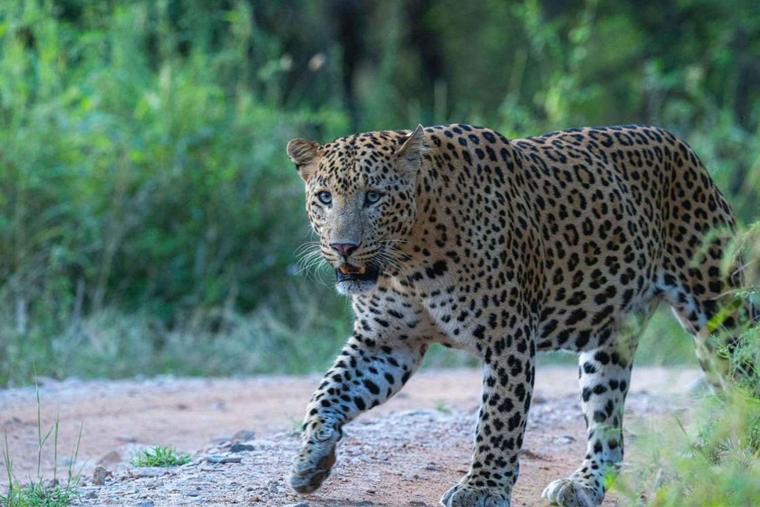 Jhalana leopard-safari med Jaipur: den beste dagsomvisningen i Rajasthan