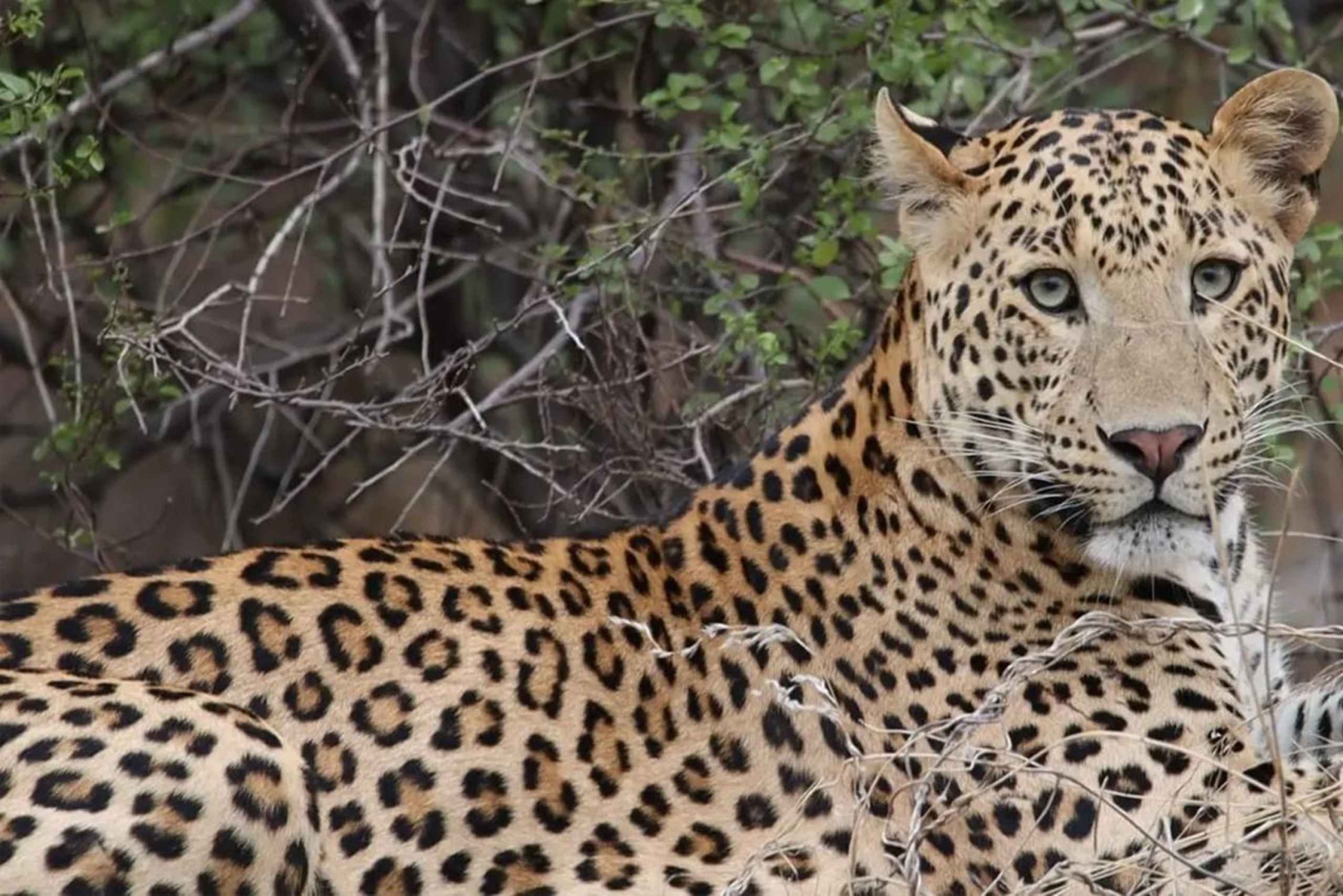 Jhalana leopard-safari med Jaipur: den beste dagsomvisningen i Rajasthan