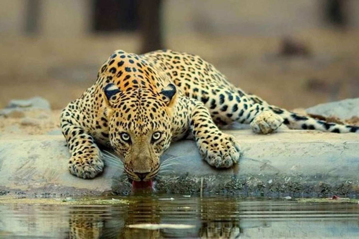Jhalana leopard-safari med Jaipur: den beste dagsomvisningen i Rajasthan