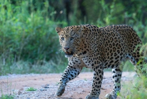 Jhalana leopard-safari med Jaipur: den beste dagsomvisningen i Rajasthan