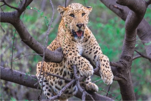 Jhalana leopard-safari med Jaipur: den beste dagsomvisningen i Rajasthan