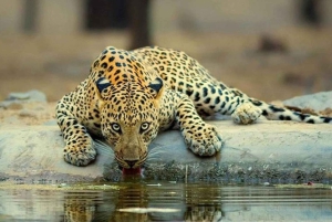 Jhalana leopard-safari med Jaipur: den beste dagsomvisningen i Rajasthan