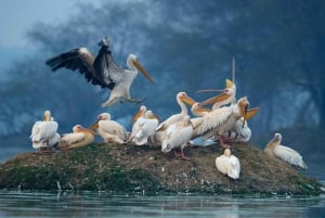 ジャイプールからアーグラへの片道送迎付きケオラデオ バード パーク ツアー