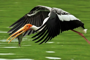 ジャイプールからアーグラへの片道送迎付きケオラデオ バード パーク ツアー