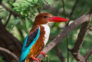 ジャイプールからアーグラへの片道送迎付きケオラデオ バード パーク ツアー