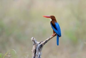 ジャイプールからアーグラへの片道送迎付きケオラデオ バード パーク ツアー