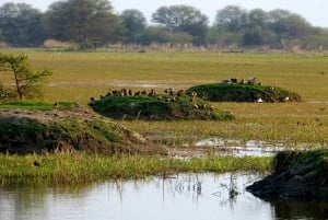 Keoladeo National Park Tickets and Guided Tour