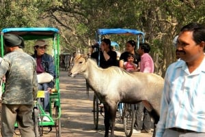 Keoladeo National Park Tickets and Guided Tour