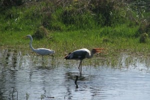 Keoladeo National Park Tickets and Guided Tour