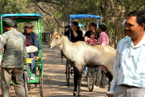 Ingressos para o Parque Nacional Keoladeo e tour guiado