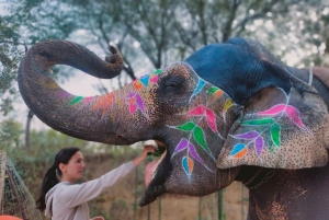 One day Tour in Pink City Jaipur with Guide