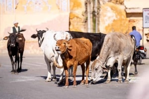 Roze Stad Wandeltour Met Ons ( Een Haritage Wandeling in Jaipur)