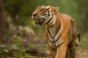 From Jaipur: Private Ranthambore Park Trip with Tiger Safari