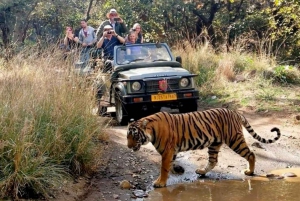 Private Guided Ranthambore National Park Tour from Jaipur