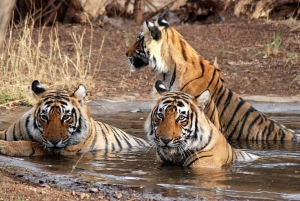 Private Guided Ranthambore National Park Tour from Jaipur