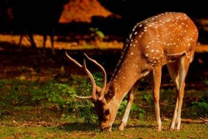 Jaipur: Prywatny transfer do/z Parku Narodowego Ranthambore