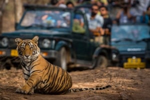 Jaipur: Prywatny transfer do/z Parku Narodowego Ranthambore