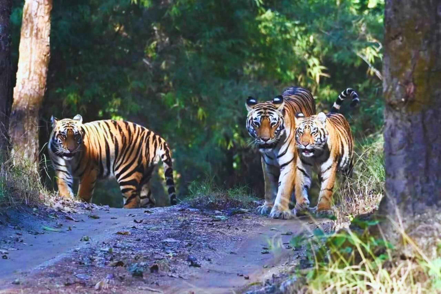 Rajastão: Safári particular em jipe no Parque Nacional de Ranthambore