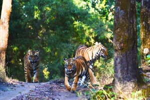 Rajastão: Safári particular em jipe no Parque Nacional de Ranthambore