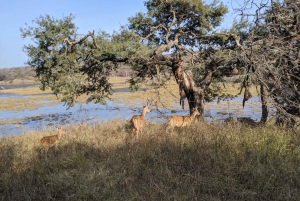 Ranthamboren kansallispuisto: Canter-safarilippu ja nouto