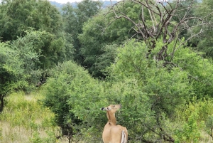Ranthamboren kansallispuisto: Canter-safarilippu ja nouto