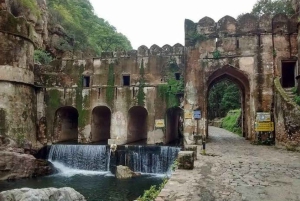 Ranthamboren kansallispuisto: Canter-safarilippu ja nouto