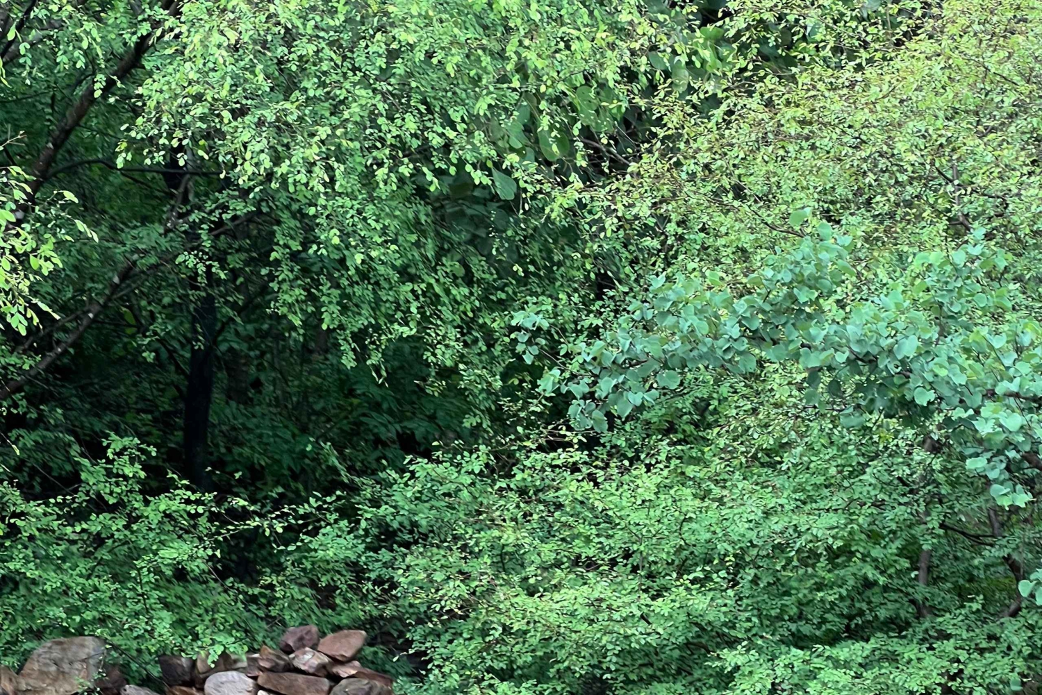 Ranthambore Tiger Safari päiväretki Jaipurista - All Inclusive