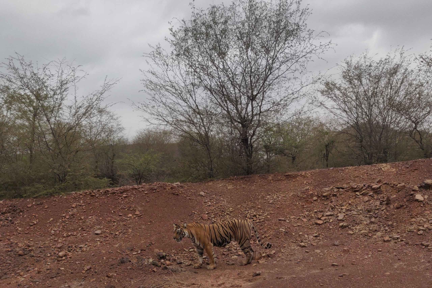 Ranthambore Tiger Safari päiväretki Jaipurista - All Inclusive