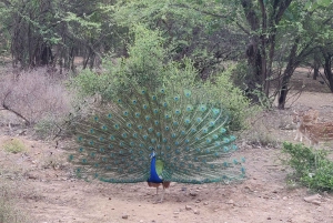 Ranthambore Tiger Safari Day Trip from Jaipur -All Inclusive