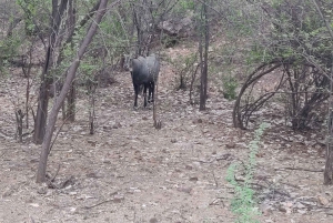 Ranthambore Tiger Safari Day Trip from Jaipur -All Inclusive