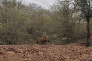 Ranthambore Tiger Safari Day Trip from Jaipur -All Inclusive