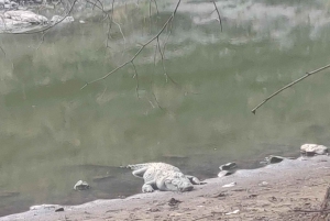 Ranthambore Tiger Safari Day Trip from Jaipur -All Inclusive