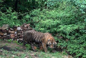 Ranthambore Tiger Safari Day Trip from Jaipur -All Inclusive