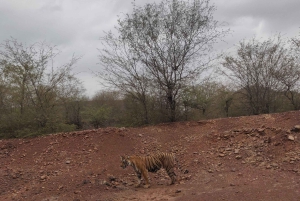 Ranthambore Tiger Safari päiväretki Jaipurista - All Inclusive