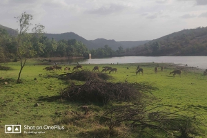 Ranthambore Tiger Safari päiväretki Jaipurista - All Inclusive