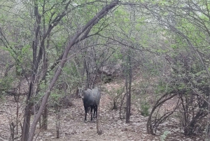 Ranthambore Tiger Safari päiväretki Jaipurista - All Inclusive