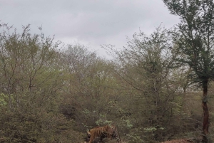 Ranthambore Tiger Safari päiväretki Jaipurista - All Inclusive