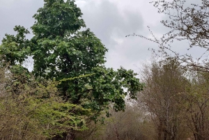 Ranthambore Tiger Safari päiväretki Jaipurista - All Inclusive