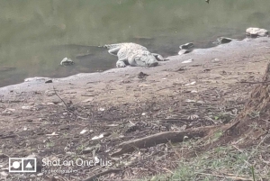 Ranthambore Tiger Safari päiväretki Jaipurista - All Inclusive