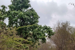 Ranthambore Tiger Safari päiväretki Jaipurista - All Inclusive