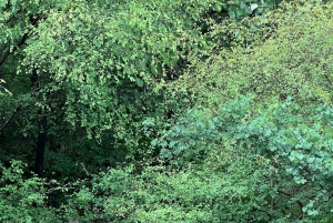 Ranthambore Tiger Safari päiväretki Jaipurista - All Inclusive