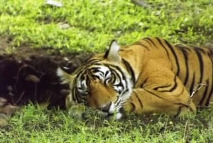Ranthambore Tiger Safari päiväretki linnoituskierroksella ja lounaalla