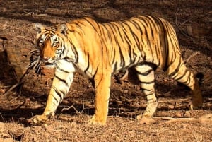 Ranthambore Tiger Safari päiväretki linnoituskierroksella ja lounaalla