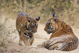 Ranthambore Tiger Safari päiväretki linnoituskierroksella ja lounaalla