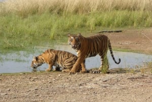 Ranthambore Tiger Safari päiväretki linnoituskierroksella ja lounaalla