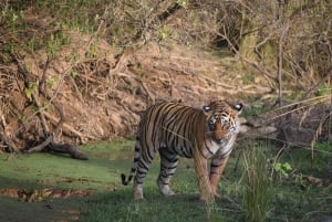 Ranthambore Tiger Safari päiväretki linnoituskierroksella ja lounaalla
