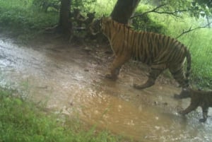 Ranthambore Tiger Safari päiväretki linnoituskierroksella ja lounaalla