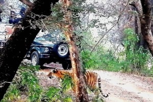 Ranthambore Tiger Safari päiväretki linnoituskierroksella ja lounaalla